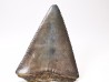 Dent fossile du GRAND REQUIN BLANC : Carcharodon carcharias