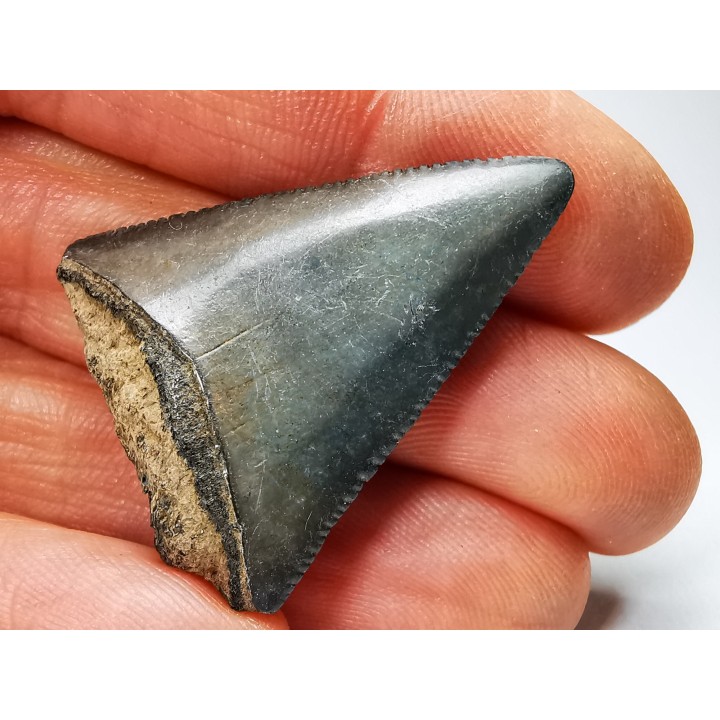 Dent fossile du GRAND REQUIN BLANC : Carcharodon carcharias