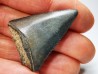 Dent fossile du GRAND REQUIN BLANC : Carcharodon carcharias