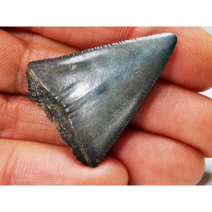 Dent fossile du GRAND REQUIN BLANC : Carcharodon carcharias