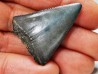 Dent fossile du GRAND REQUIN BLANC : Carcharodon carcharias