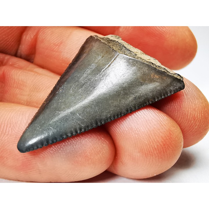 Dent fossile du GRAND REQUIN BLANC : Carcharodon carcharias