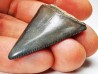 Dent fossile du GRAND REQUIN BLANC : Carcharodon carcharias