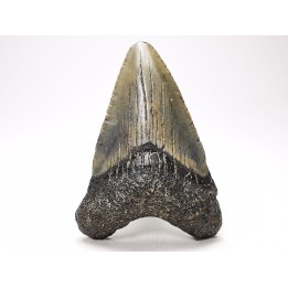 Dent de requin: Carcharodon megalodon, Miocène (USA)