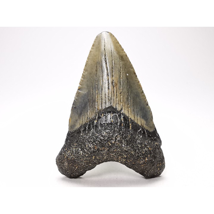 Dent de requin: Carcharodon megalodon, Miocène (USA)