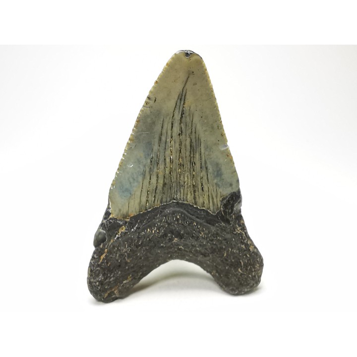 Dent de requin: Carcharodon megalodon, Miocène (USA)