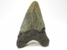 shark teeth: Carcharodon megalodon - Miocene (USA)