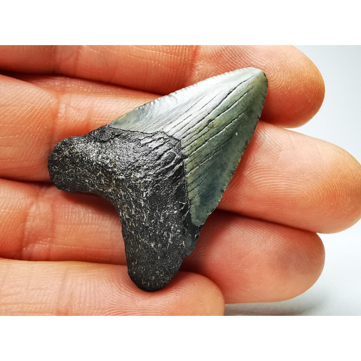shark teeth: Carcharodon megalodon - Miocene (USA)