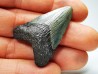 shark teeth: Carcharodon megalodon - Miocene (USA)