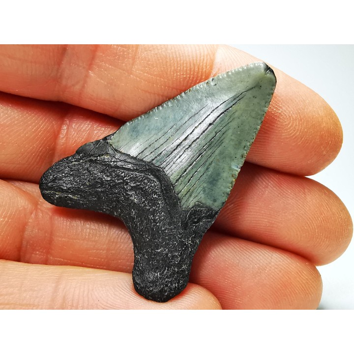 shark teeth: Carcharodon megalodon - Miocene (USA)