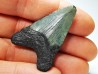 shark teeth: Carcharodon megalodon - Miocene (USA)