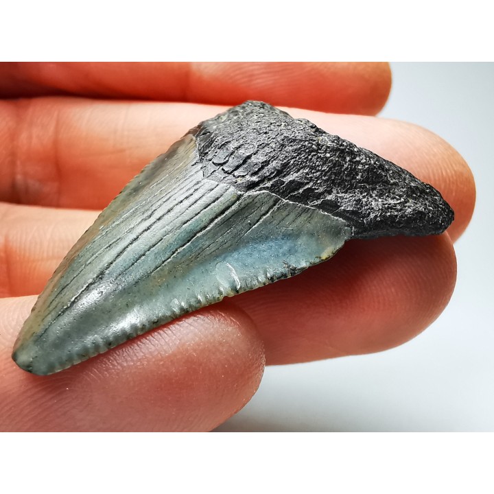 Dent de requin: Carcharodon megalodon, Miocène (USA)