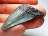 shark teeth: Carcharodon megalodon - Miocene (USA)