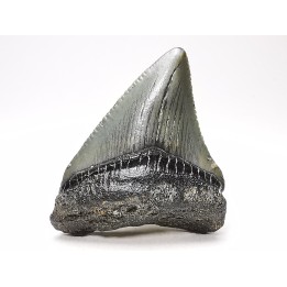 shark teeth: Carcharodon megalodon - Miocene (USA)