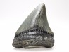 Dent de requin: Carcharodon megalodon, Miocène (USA)