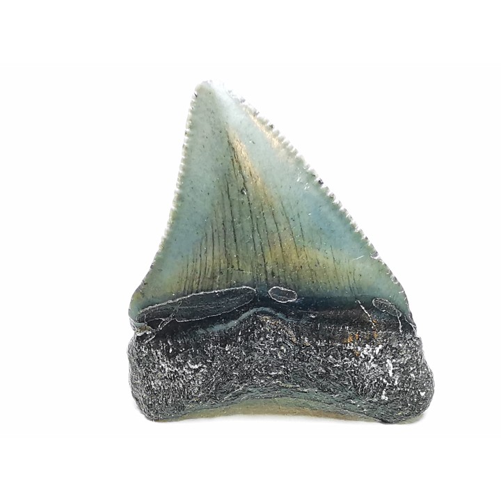 Dent de requin: Carcharodon megalodon, Miocène (USA)