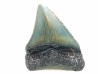 shark teeth: Carcharodon megalodon - Miocene (USA)