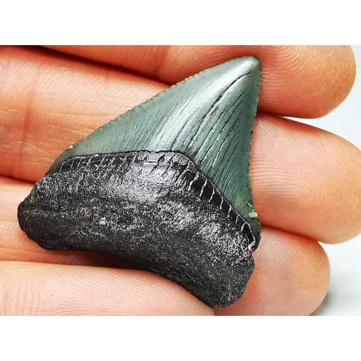 Dent de requin: Carcharodon megalodon, Miocène (USA)