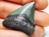 shark teeth: Carcharodon megalodon - Miocene (USA)