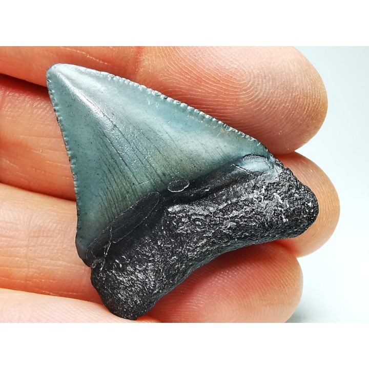 Dent de requin: Carcharodon megalodon, Miocène (USA)