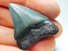 shark teeth: Carcharodon megalodon - Miocene (USA)