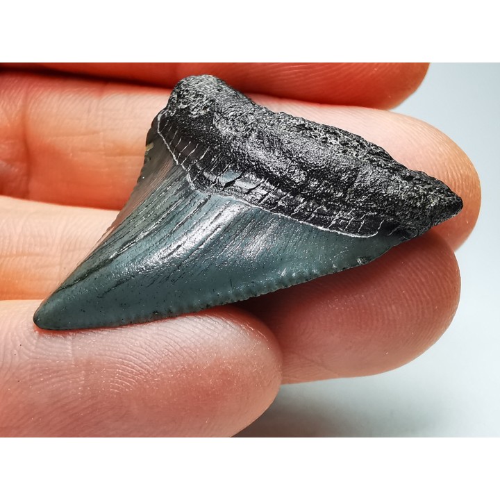 shark teeth: Carcharodon megalodon - Miocene (USA)