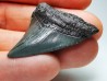 Dent de requin: Carcharodon megalodon, Miocène (USA)