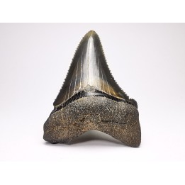 shark teeth: Carcharodon megalodon - Miocene (USA)