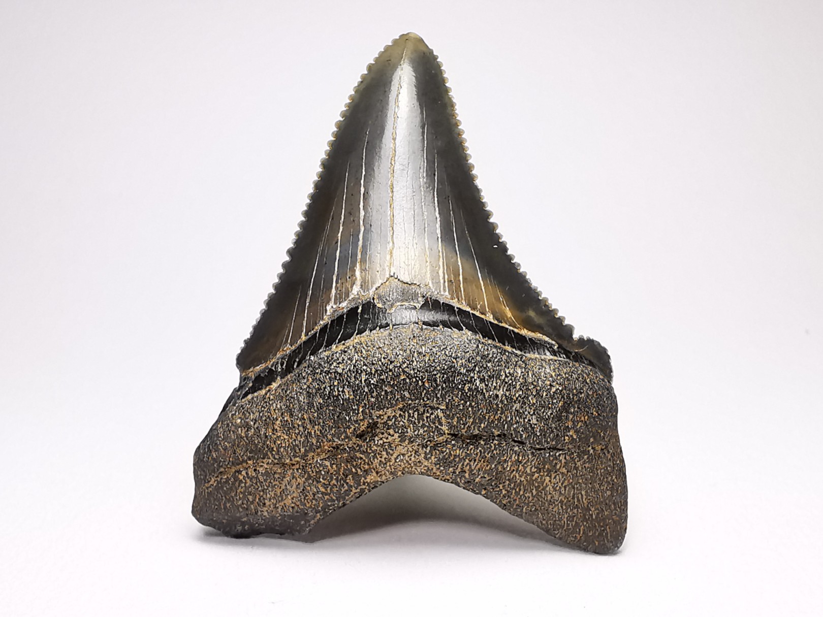 shark teeth: Carcharodon megalodon - Miocene (USA)