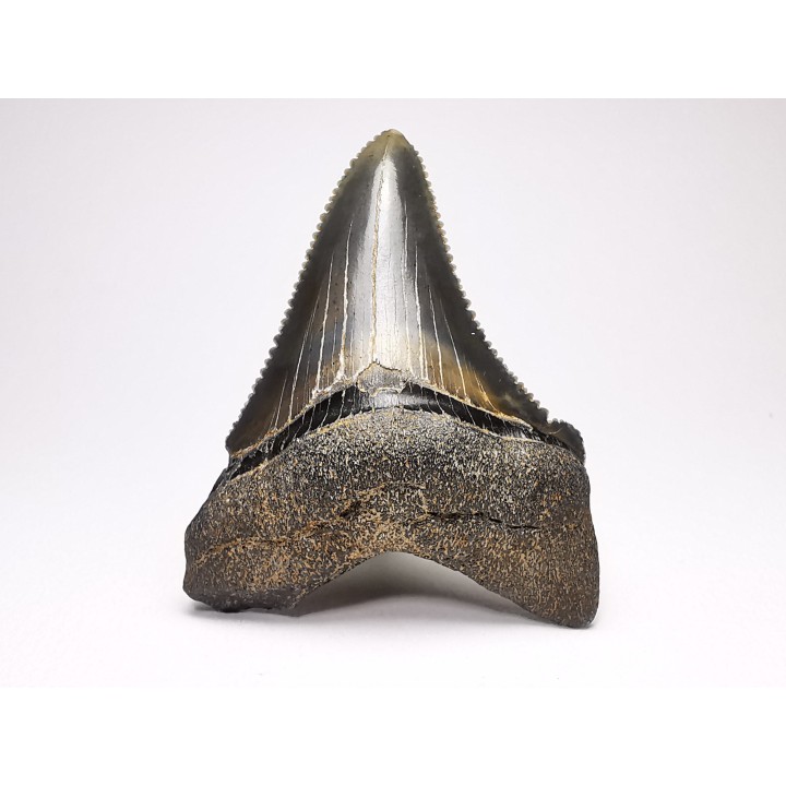 Dent de requin: Carcharodon megalodon, Miocène (USA)