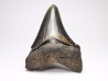 shark teeth: Carcharodon megalodon - Miocene (USA)