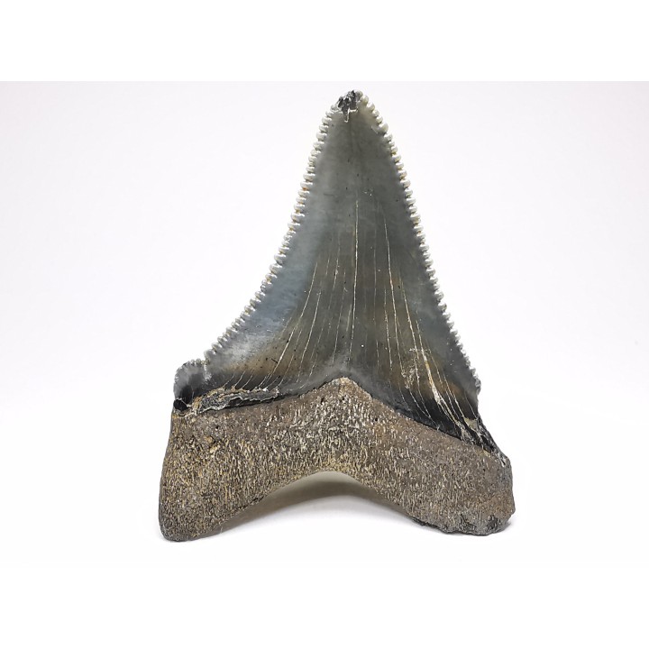 Dent de requin: Carcharodon megalodon, Miocène (USA)