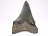 shark teeth: Carcharodon megalodon - Miocene (USA)