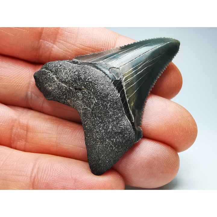 Dent de requin: Carcharodon megalodon, Miocène (USA)