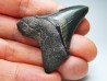 shark teeth: Carcharodon megalodon - Miocene (USA)
