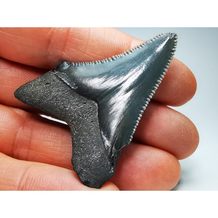 shark teeth: Carcharodon megalodon - Miocene (USA)