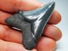Dent de requin: Carcharodon megalodon, Miocène (USA)