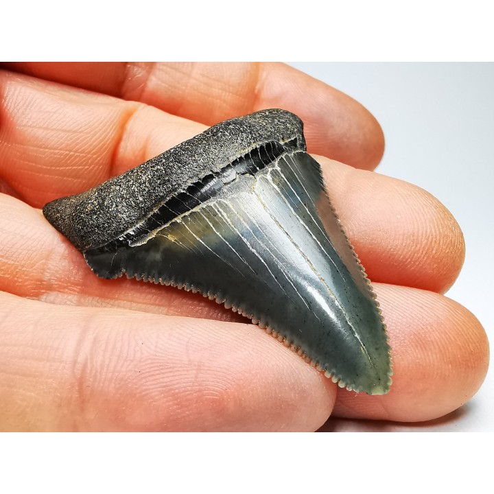 Dent de requin: Carcharodon megalodon, Miocène (USA)