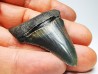shark teeth: Carcharodon megalodon - Miocene (USA)