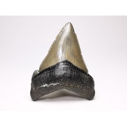 Dent de requin: Carcharodon megalodon, Miocène (USA)