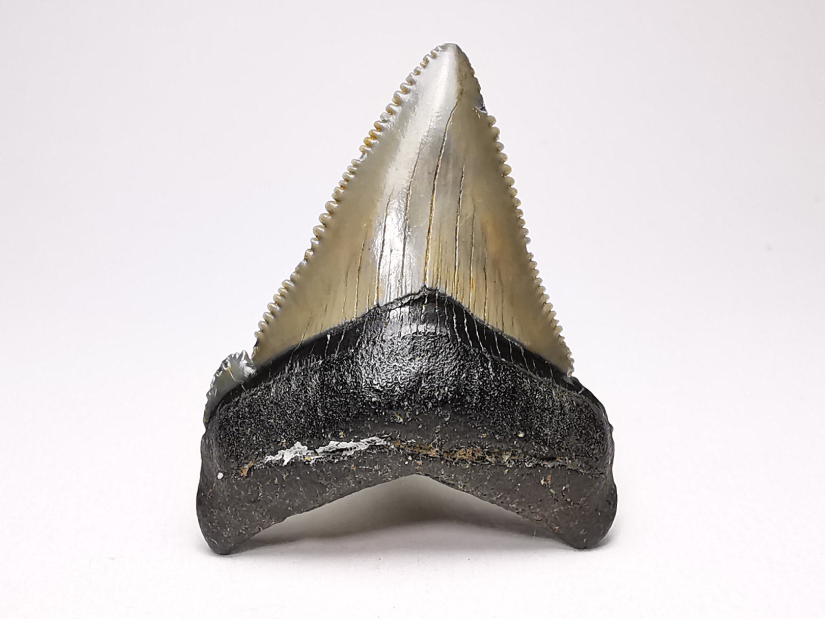 shark teeth: Carcharodon megalodon - Miocene (USA)