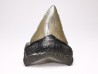 shark teeth: Carcharodon megalodon - Miocene (USA)