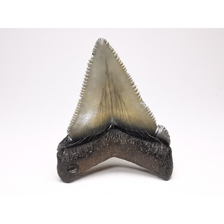 Dent de requin: Carcharodon megalodon, Miocène (USA)