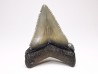 shark teeth: Carcharodon megalodon - Miocene (USA)
