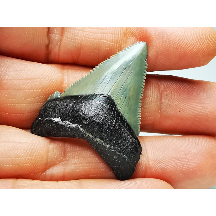 shark teeth: Carcharodon megalodon - Miocene (USA)