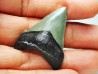shark teeth: Carcharodon megalodon - Miocene (USA)