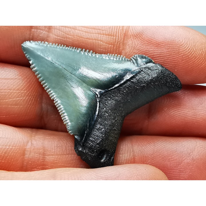 shark teeth: Carcharodon megalodon - Miocene (USA)