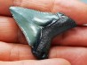 shark teeth: Carcharodon megalodon - Miocene (USA)