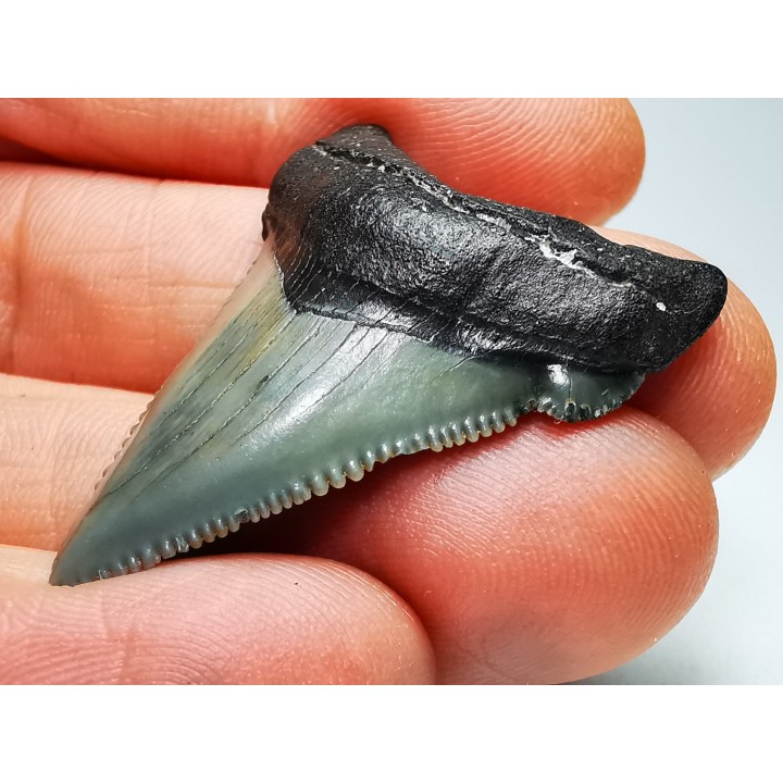 Dent de requin: Carcharodon megalodon, Miocène (USA)