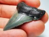 shark teeth: Carcharodon megalodon - Miocene (USA)